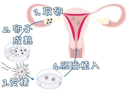 首席专家